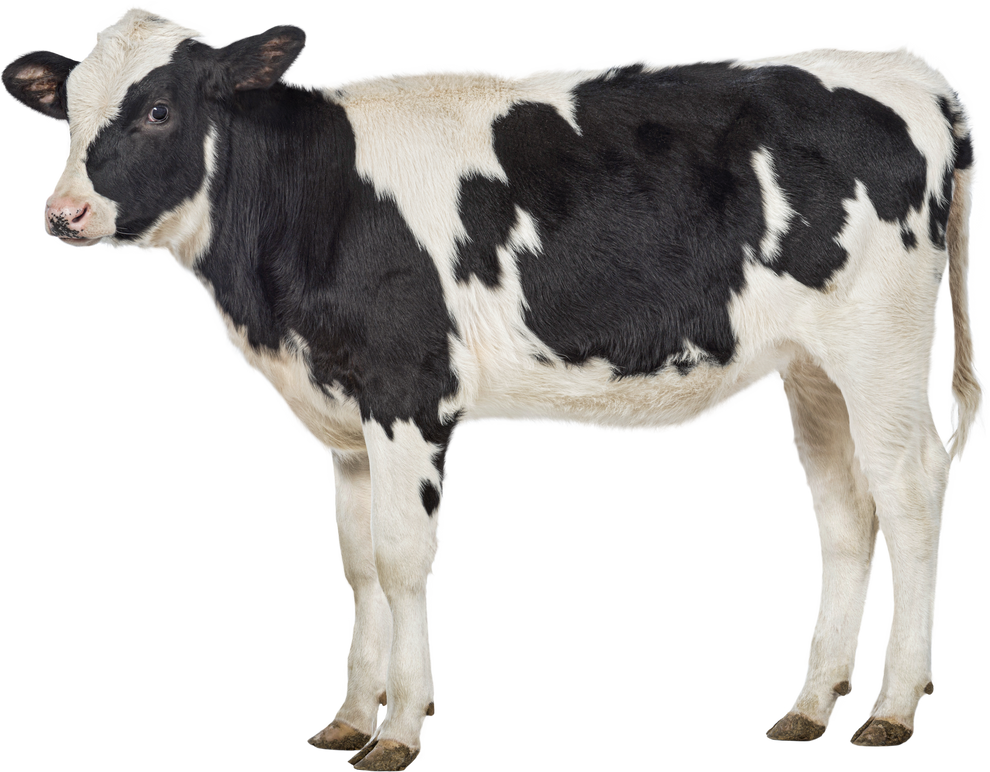 Veal, 8 months old, in front of white background