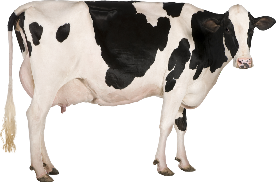 Holstein Cow, 5 Years Old